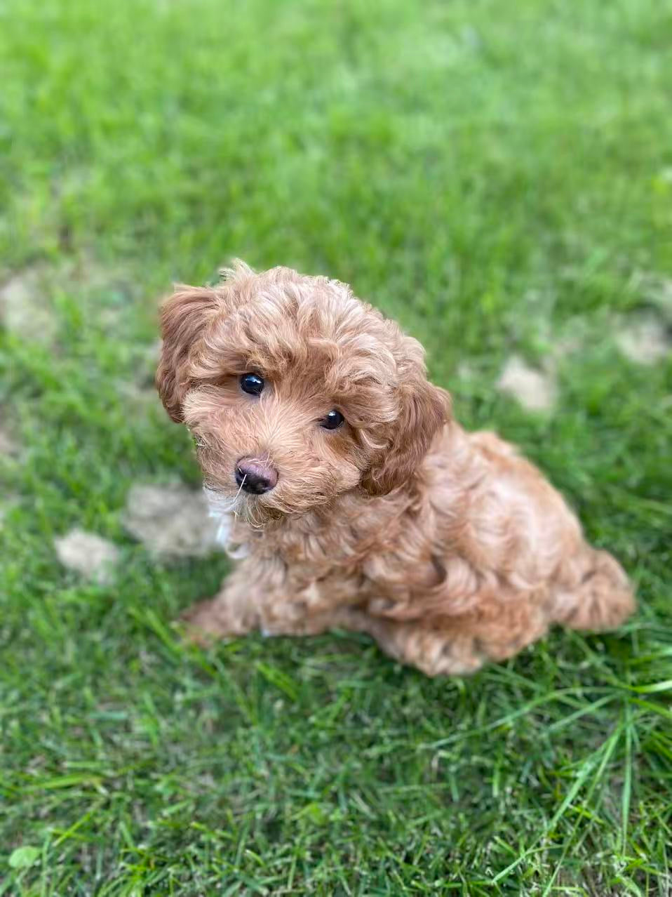 Kelvin’s Story: A Gentle Maltipoo With High Standards