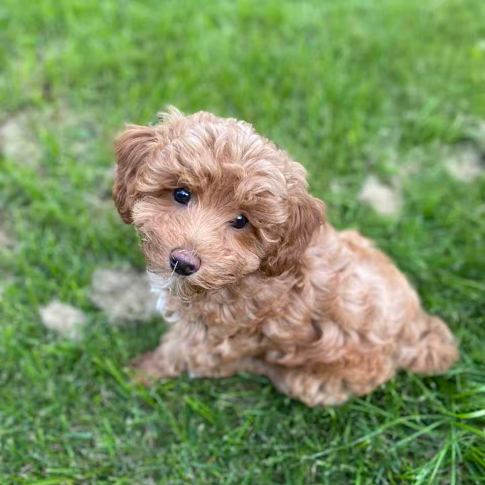 Kelvin’s Story: A Gentle Maltipoo With High Standards