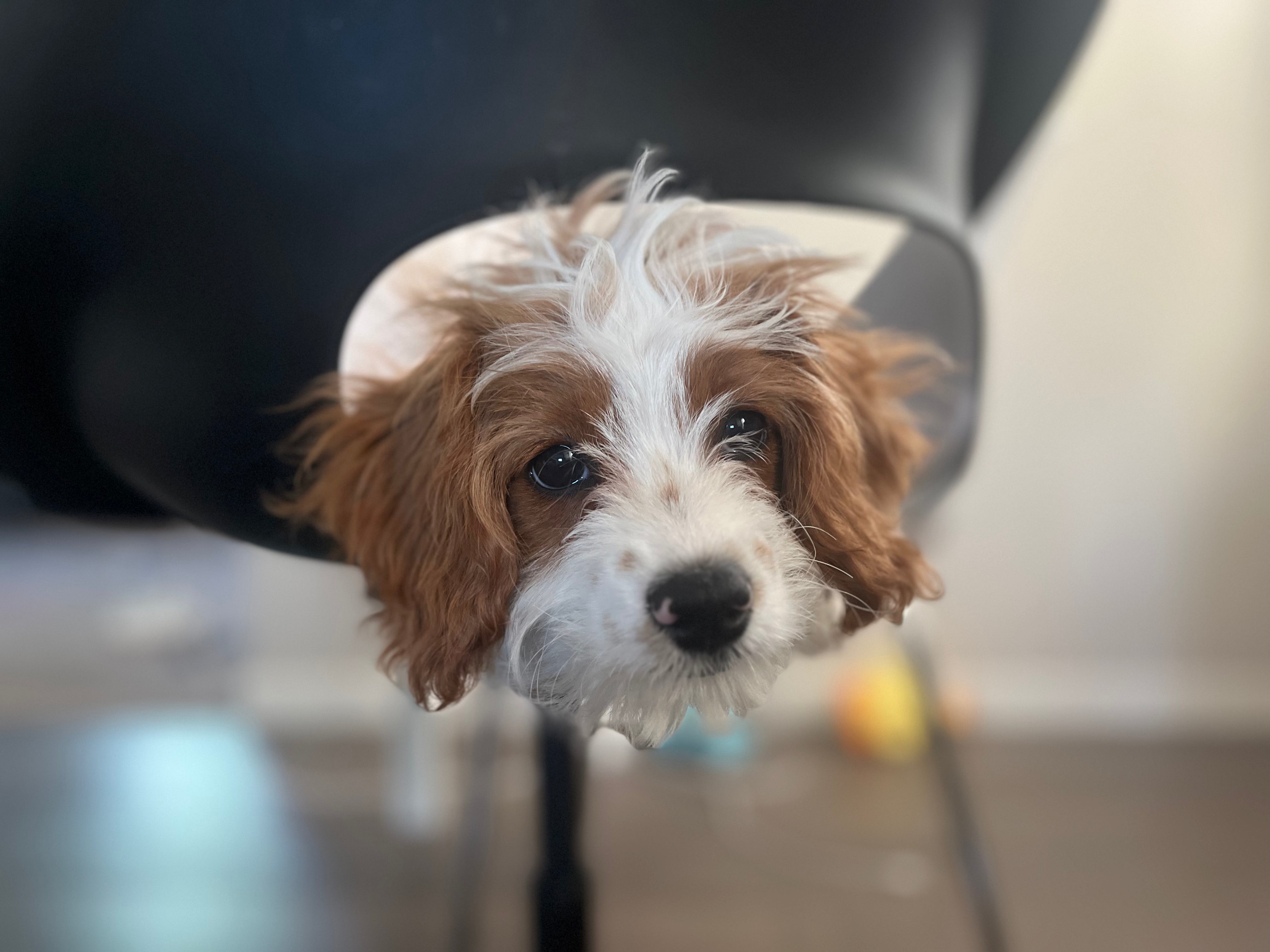 Latte’s Story: From Sweet Puppy to Shining Star