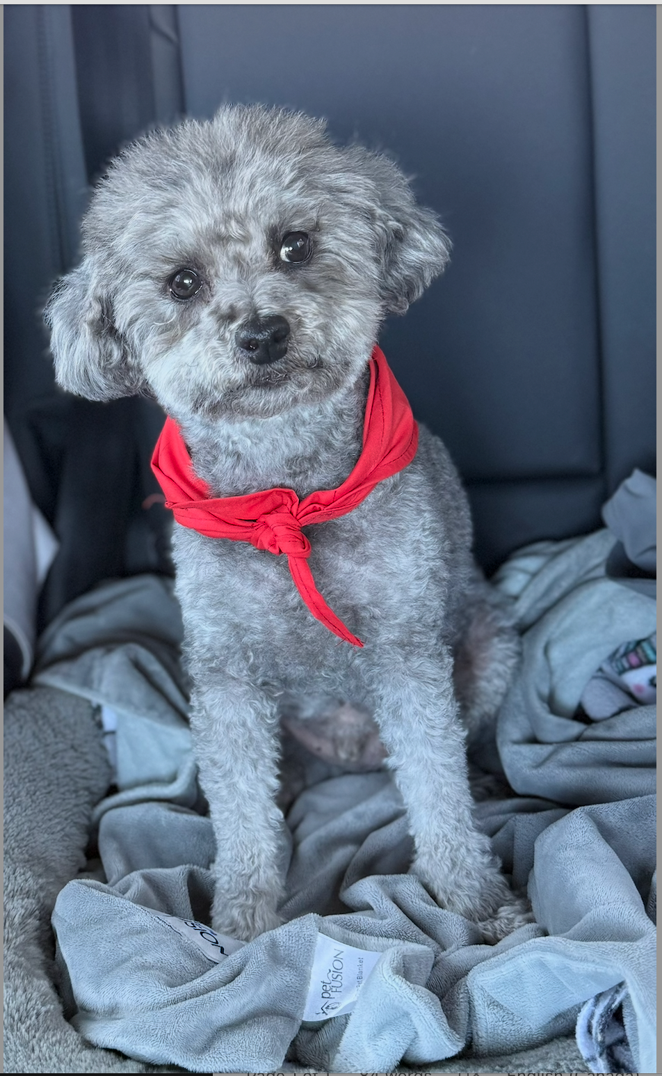 Simba’s Story: The Picky Eater Who Changed Everything